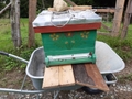 featured image thumbnail for post Hilfe, Raubritter im Bienenstock!